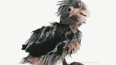 [사진] 야자잎검은유황앵무새