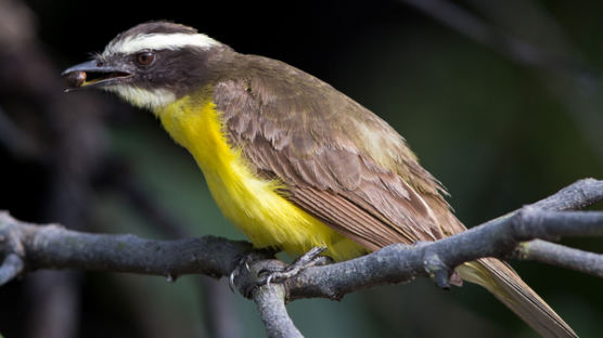 [사진] 나뭇가지에 앉은 노란배딱새