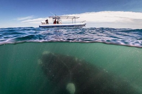 수면 아래 거대 고래 사진, 보면 볼수록…'충격적'