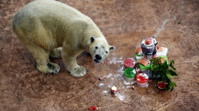 [사진] 북극곰 ‘이누카’의 23번째 생일