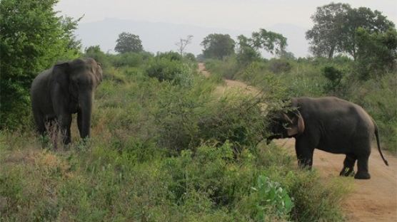 1.5m 미니 코끼리…"야생에서 극적으로 생존" '왜소증으로…'