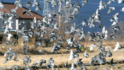 [세상 읽기] 도심서 쫓겨나 농촌으로 환영 못 받는 '시골 비둘기'
