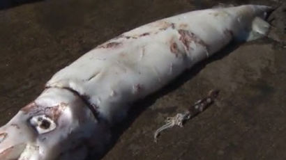 4.5m 대왕 오징어, 부산 앞바다에서 횡재?