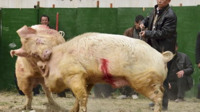 [사진] 피튀기며 싸우는 돼지