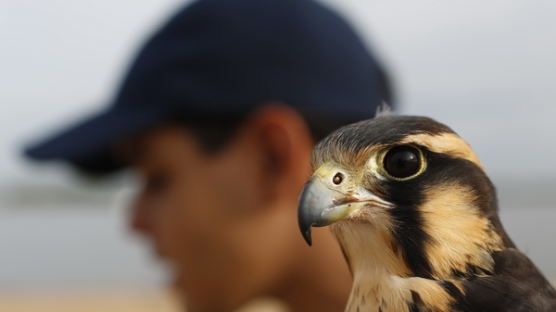 [사진] 파라과이엔 철새를 내쫓는 새가 있다