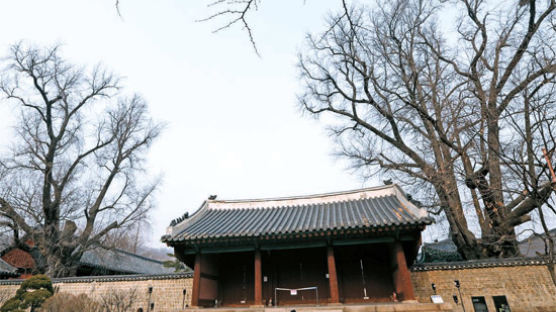 [사진] 성균관 500살 은행나무 서울시 기념물로 지정