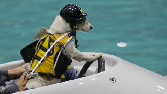 [사진] 보트 운전하는 개… '여유로워'
