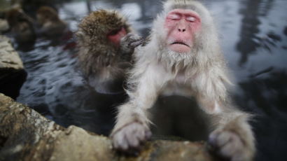 [사진] 온천 즐기는 원숭이