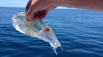 투명인간 닮은 물고기 "만지면 촉감도 미끌미끌할 것 같은 물고기"