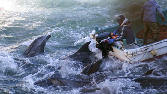 [사진] 잔혹한 일본 돌고래 잡이