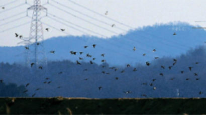 [사진] 시화호 헬기 방역 … 놀란 철새들