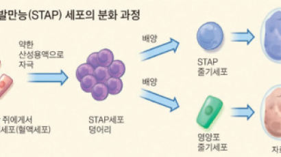 만능 줄기세포 손쉽게 만드는 방법 찾았다