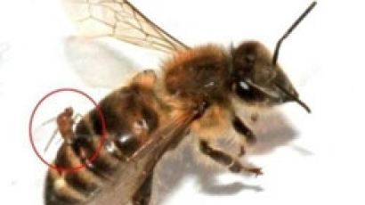 좀비 벌 미국 확산…기생파리가 꿀벌에 유충 삽입해…‘무섭네’