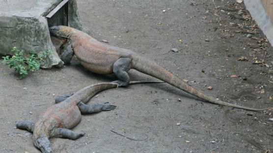 [사진] 세계 최악의… '수라바야 동물원'