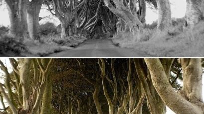 아일랜드 마법의 숲길 "묘한 분위기 한 번 가보고 싶다"