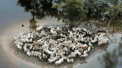[사진] 볼리비아, 5개월째 폭우 '국가비상사태' … 고립된 소들