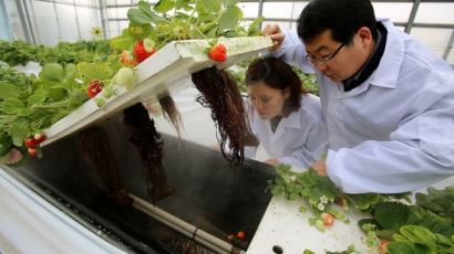 경기도, 국내 최초 사계절 딸기 생산 기술 개발
