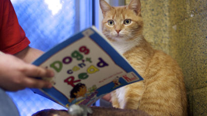 [사진] ‘고양이도 독서를 좋아한다옹~’