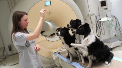 [사진] MRI 검사하는 강아지들