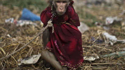 [사진] ‘한 푼만 줍쇼~’ 구걸하는 원숭이들
