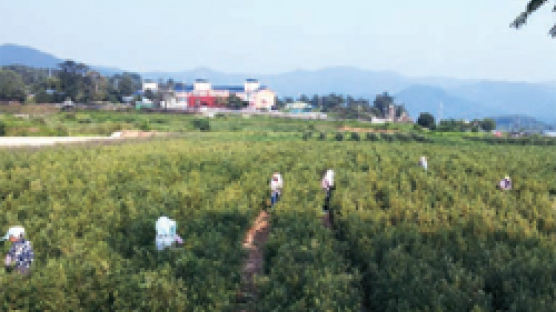 춘천 비타민나무 농장주, 15년간 최대 720만원 배당금 지급