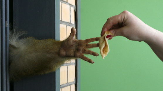 [사진] ‘원숭이도 팬케이크 먹는 날(?)’ 