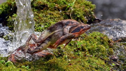 [사진] 경칩 앞두고 짝짓기하는 개구리
