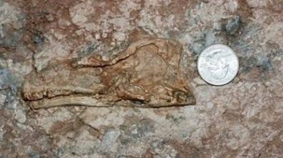 신종 육식 공룡 발견,"아기 공룡 화석 발견…약 1억6000만년 전 존재"