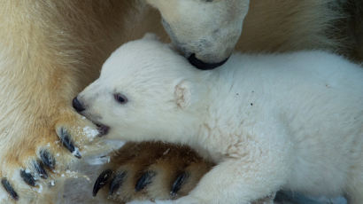 [사진] 귀여운 북극곰 ‘엄마 발가락 앙 물고…’