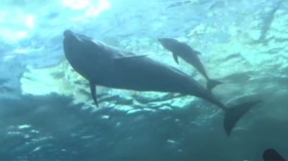 [속보] 울산 수족관 '장꽃분'의 새끼 돌고래 사흘만에 폐사