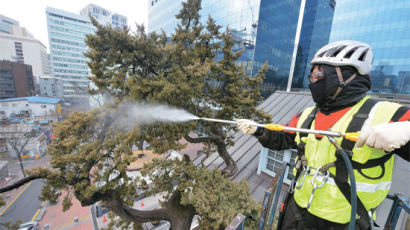 [사진] 봄맞이 목욕재계 하는 520세 향나무