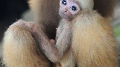 [사진] 회색긴팔원숭이 ‘어미 품에 쏙~’
