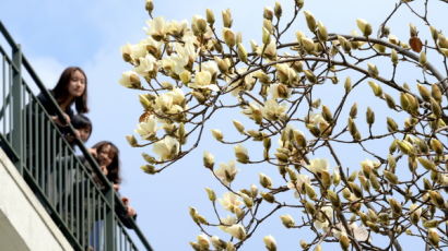 [사진] 봄 소식 전하는 꽃 만개