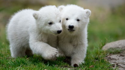 [사진] 귀여운 쌍둥이 북극곰 ‘최초 공개’