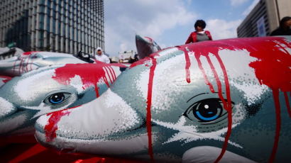 [사진] '돌고래 수입을 금하라'