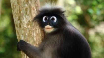 안경 원숭이 포착,"인형 아니지? 신기한 눈 모양의 원숭이"