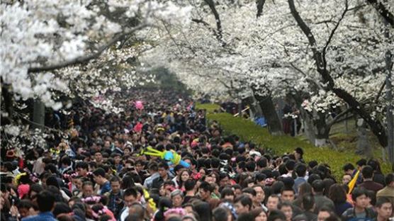 우한(武漢)대학 벚꽃제에 시민 수 만 명 몰려 