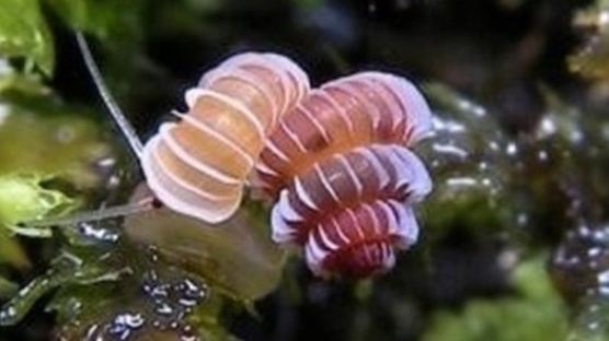 신종 보석 달팽이 "너무 귀엽고 예쁜데 멸종 위기라니…" 