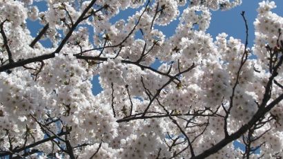 나들이하기 좋은 봄꽃길 140선 공개,"어디어디 가면 좋을까?"