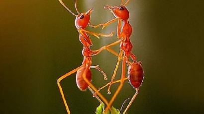 춤추는 개미 커플 "뭐하고 있는 걸까?" 너무 신기하고 귀여워~