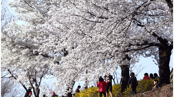 고온현상 봄꽃, 축제 시작하기도 전에 '벚꽃 엔딩'? 