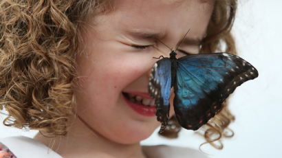 [사진] 런던 자연사박물관 ‘나비 전시회’