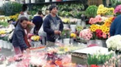 [심층취재] LA 다운타운 '꽃 시장'을 가다