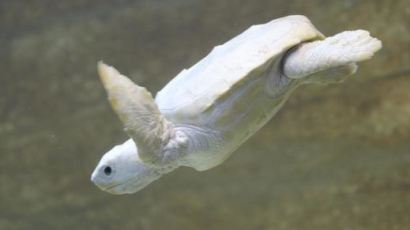 희귀 알비노 거북 "머리끝부터 발끝까지 온통 흰색~ 신기하네"