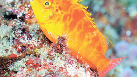[사진] 제주 바다, 아열대 어류가 절반