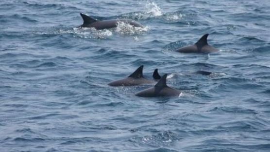 참돌고래 발견, 울산 앞바다에 참돌고래떼 500마리가 '대박'