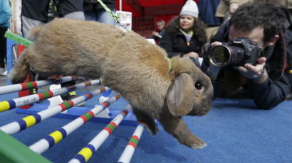 [사진] ‘깡총깡총’ 장애물 넘는 토끼