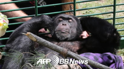 [사진] 침팬지 찰리 ‘여유로운 모습’