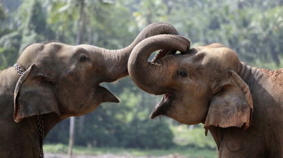 [사진] 스리랑카의 코끼리 고아원을 아시나요