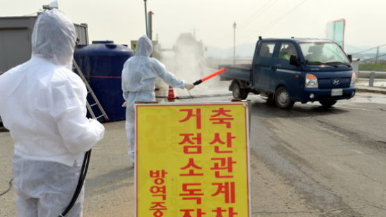 [사진] 경기 이천 조류독감 양성 검출, 살처분 실시